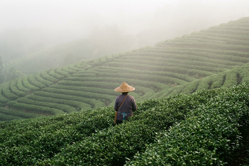 The Truth Behind Matcha Sourcing & Pricing